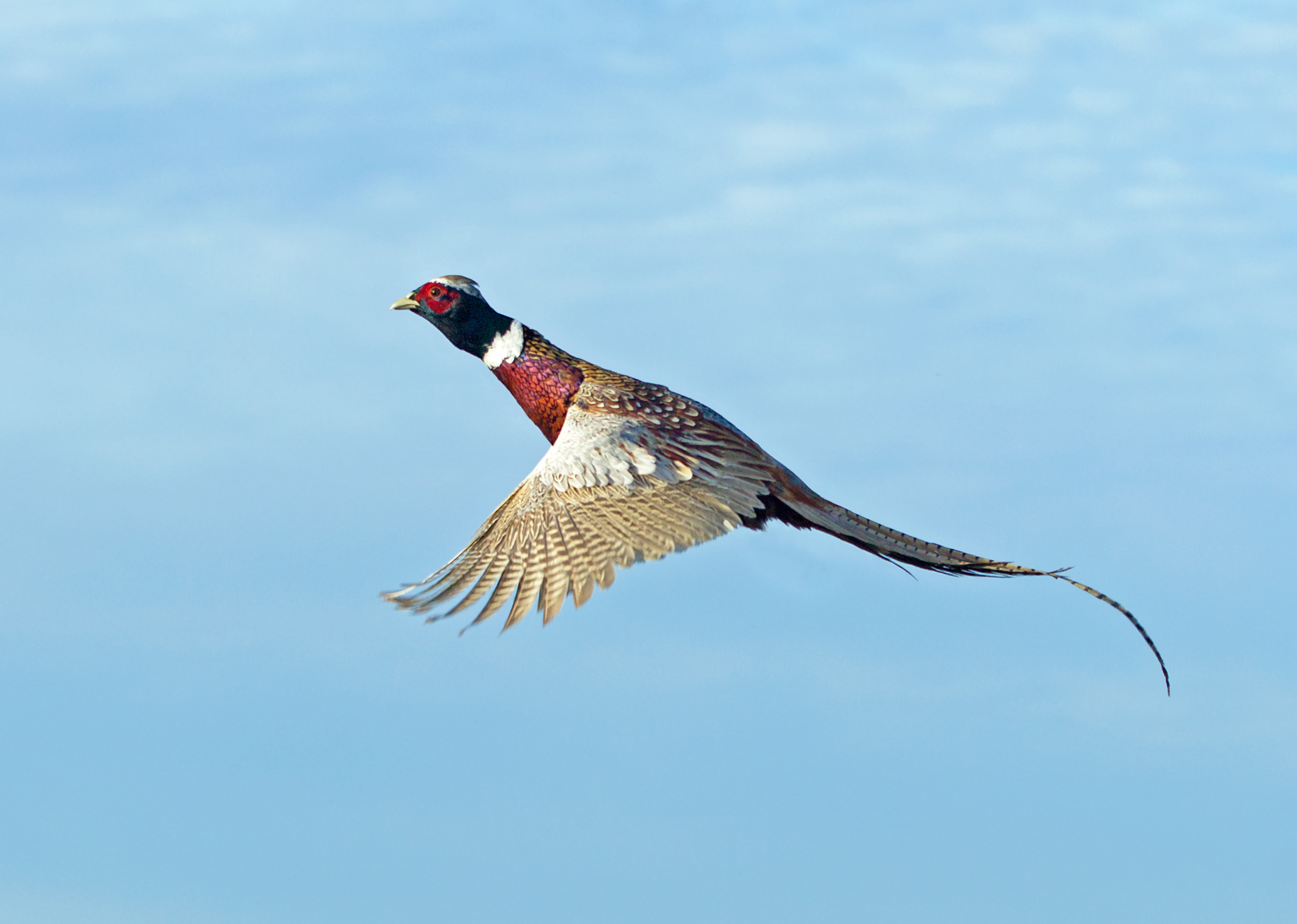 Up We Go – High-Flying Pheasants